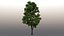 3D tree maple