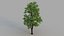 3D tree maple