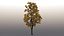 3D tree maple