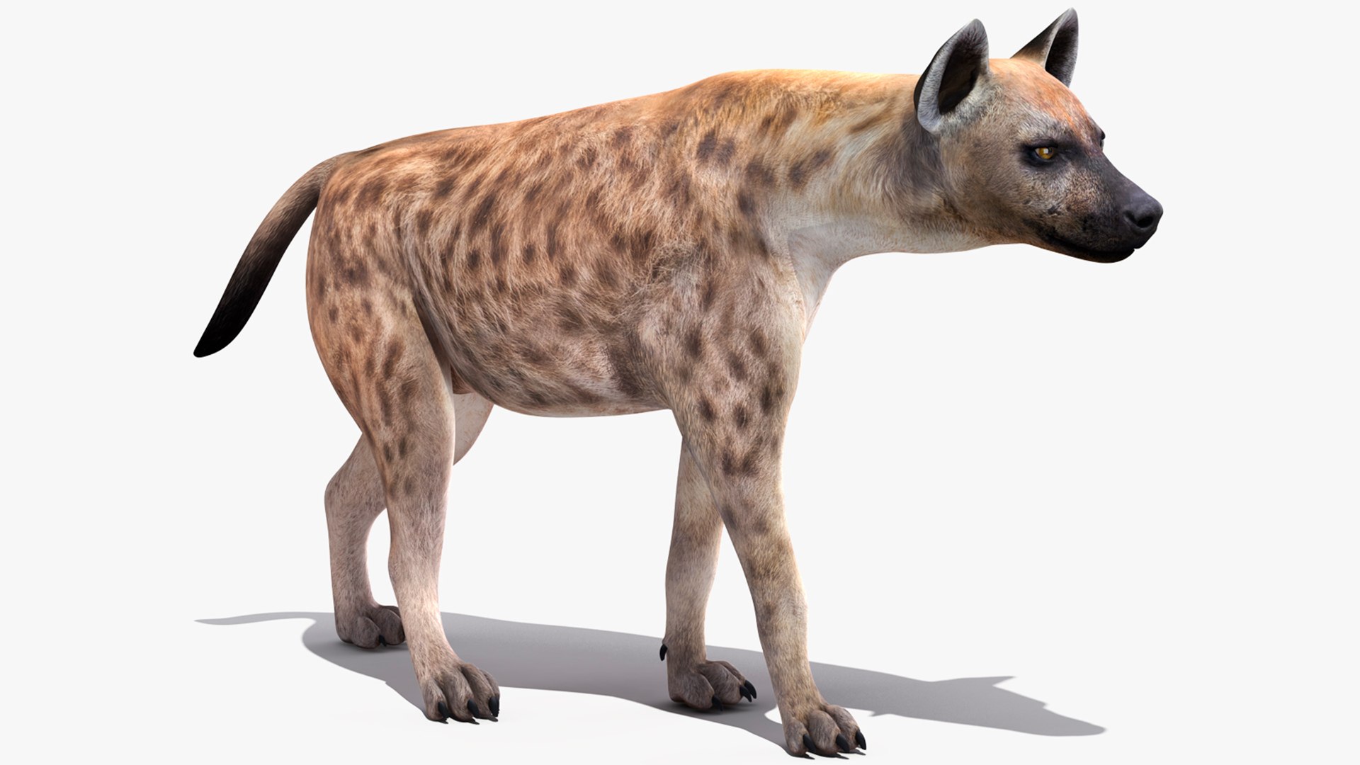Hyena Walking Pose 3D model preview