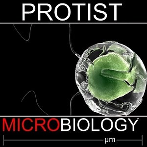 protist 3d model