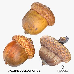 3D Acorns Collection 03 - 3 models model