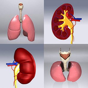 human kidney 3d model