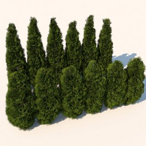 cedar bushes plants 3d model