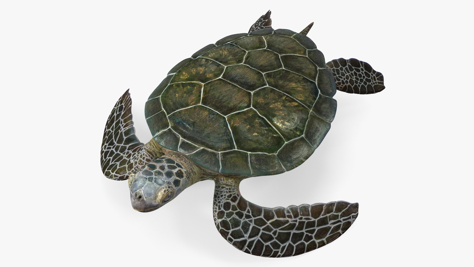 Realistic Green Sea Turtle 3D https://p.turbosquid.com/ts-thumb/Uy/lnrf9t/4i/realisticgreenseaturtlec4dmodel001/jpg/1708147764/1920x1080/fit_q87/61189d9ff85db2d9f57f4df6fd49e7c06c1b7e4a/realisticgreenseaturtlec4dmodel001.jpg