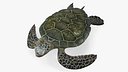 Realistic Green Sea Turtle