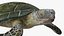 Realistic Green Sea Turtle 3D