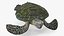 Realistic Green Sea Turtle 3D