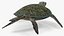 Realistic Green Sea Turtle 3D