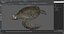 Realistic Green Sea Turtle 3D