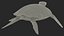 Realistic Green Sea Turtle 3D