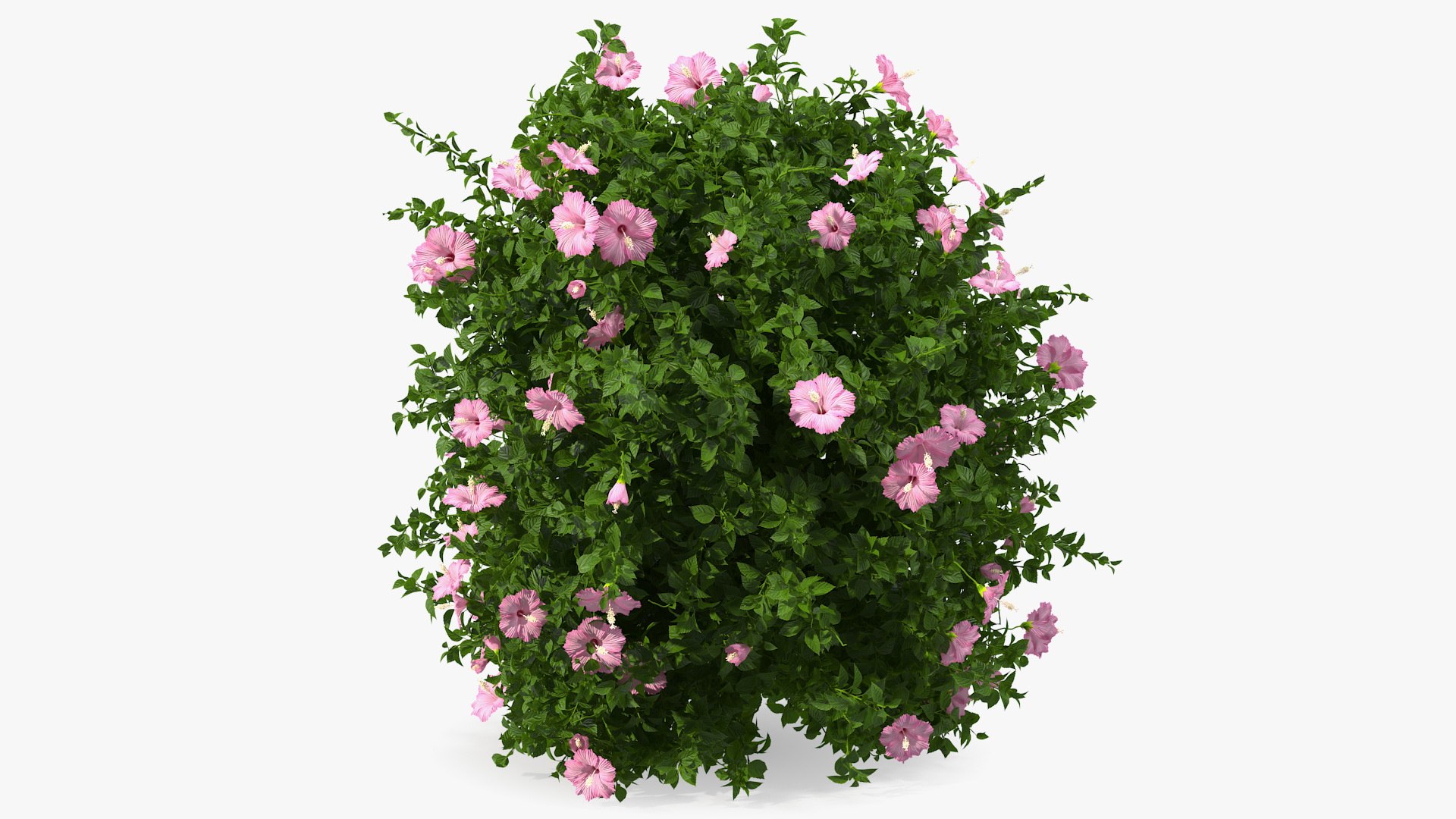 Blooming Hibiscus Bush Pink 3D model preview