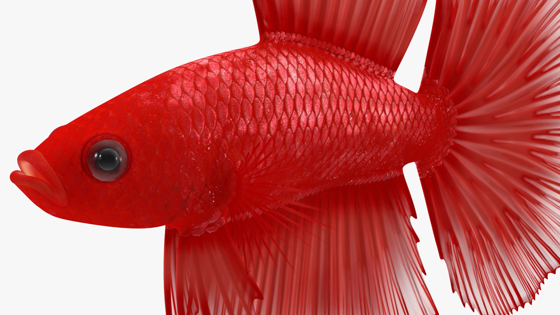 Red Crowntail Betta Fish Swimming Animated Rigged For Maya 3D ...