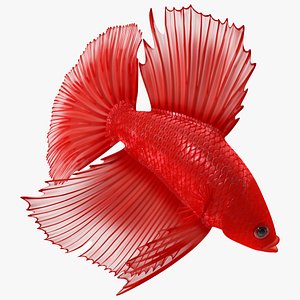 Red Crowntail Betta Fish Swimming Animated Rigged for Maya 3D