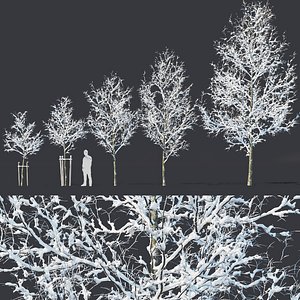Common oak Nr4 H3-9m Winter Five tree set