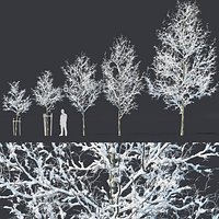 Common oak Nr4 H3-9m Winter Five tree set