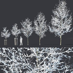 Common oak Nr4 H3-9m Winter Five tree set