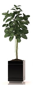 rubber plant 3d max