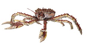 3D king crab rigged