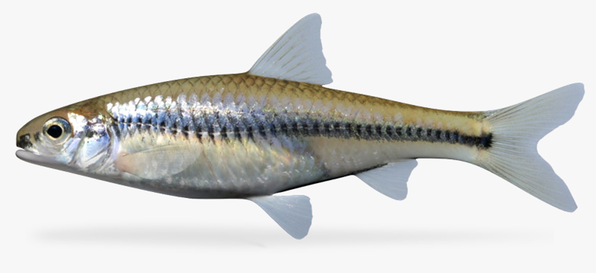 Notropis Texanus Weed Shiner 3d Fbx