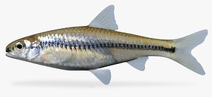 notropis texanus weed shiner 3d fbx