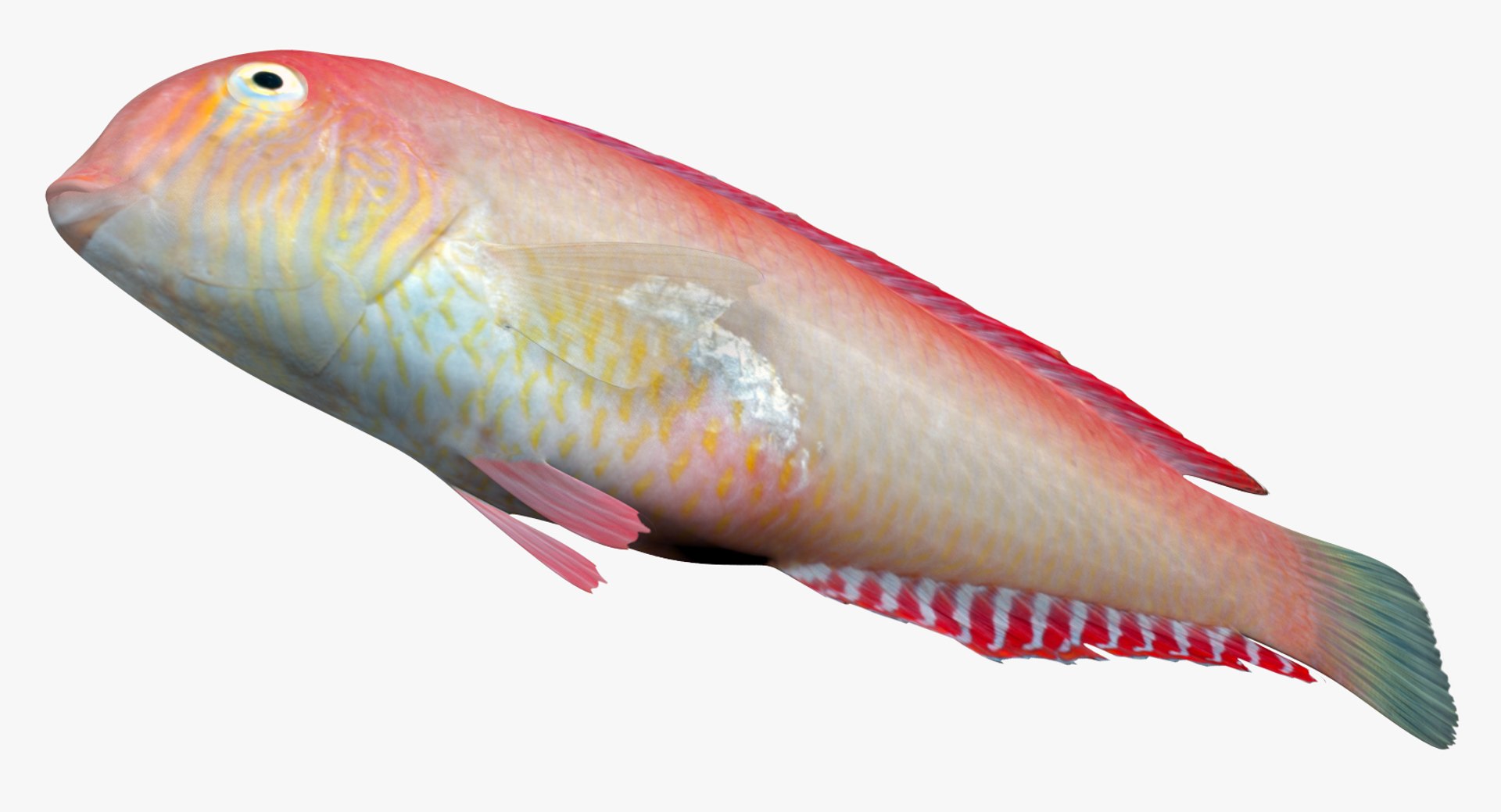 3D Pearly Razorfish - TurboSquid 1296687