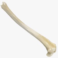 Real Domestic Dog Tibia Bone 01