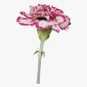 Close up Clove Pink Mini Carmation Dianthus Caryophyllus Remastered
