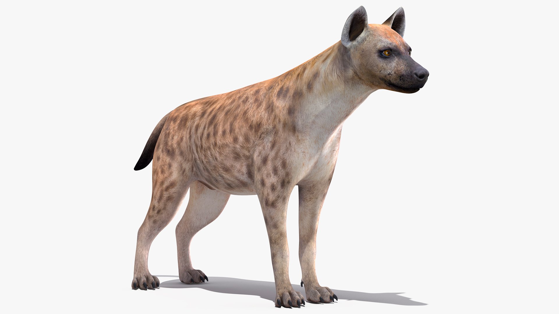 Hyena 3D model preview