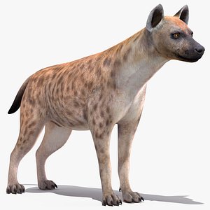 3D spotted hyena