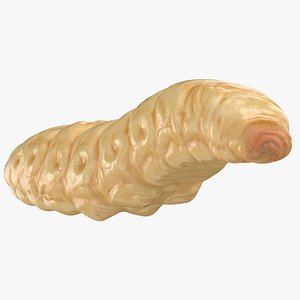 maggot reaching 3D model