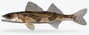 3d sander canadensis sauger