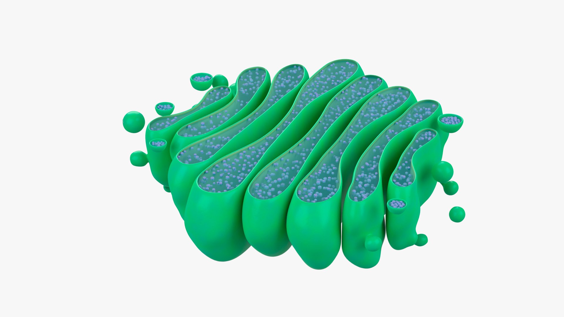 3D Golgi Apparatus model https://p.turbosquid.com/ts-thumb/V0/XokFbh/NL/03/png/1664847032/1920x1080/fit_q87/0e5954825f41a01d9e692e5bedc92673b54758c2/03.jpg
