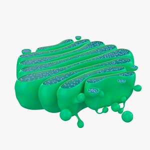 3D Golgi Apparatus model