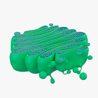 Golgi Apparatus