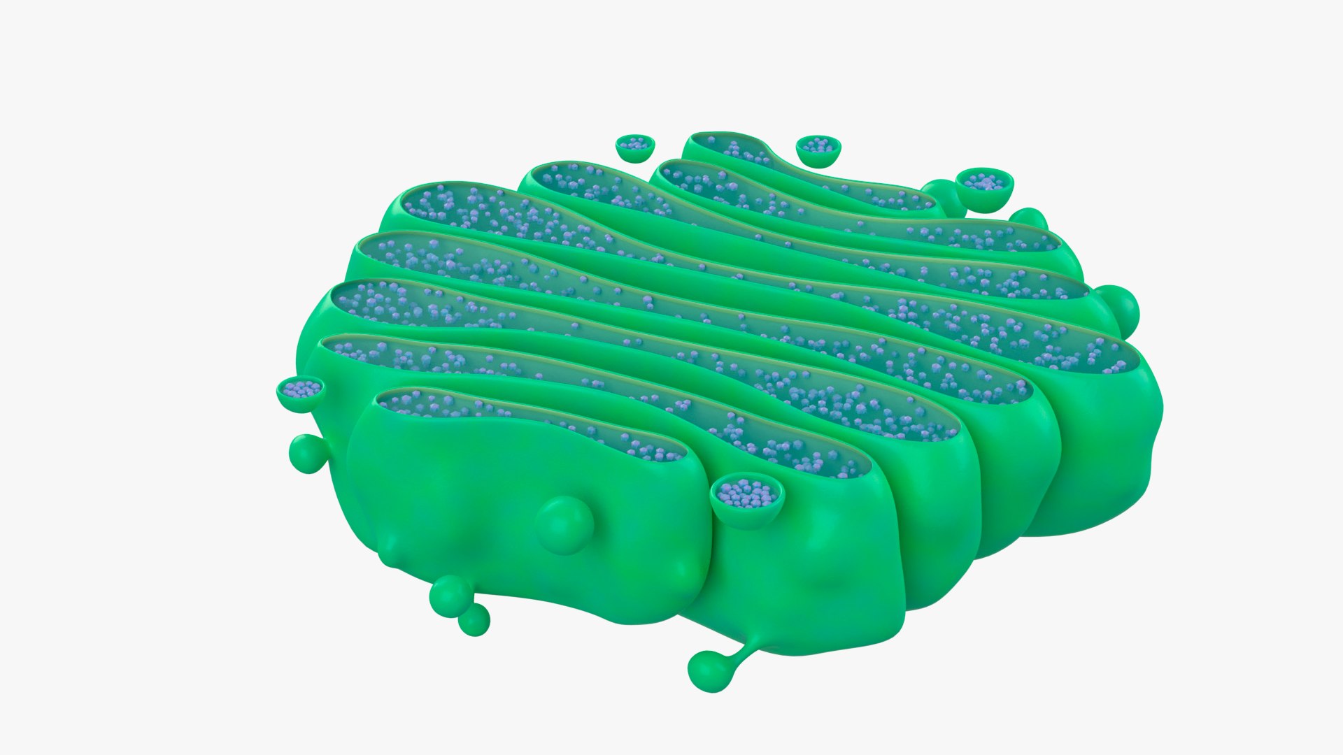 3D Golgi Apparatus model https://p.turbosquid.com/ts-thumb/V0/XokFbh/uI/02/png/1663953079/1920x1080/fit_q87/7a94ad5c6389d8c12377bacda2976ce338ff86e6/02.jpg