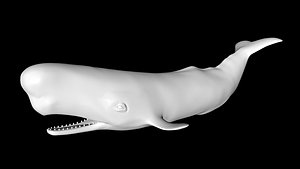 sperm whale 3D model