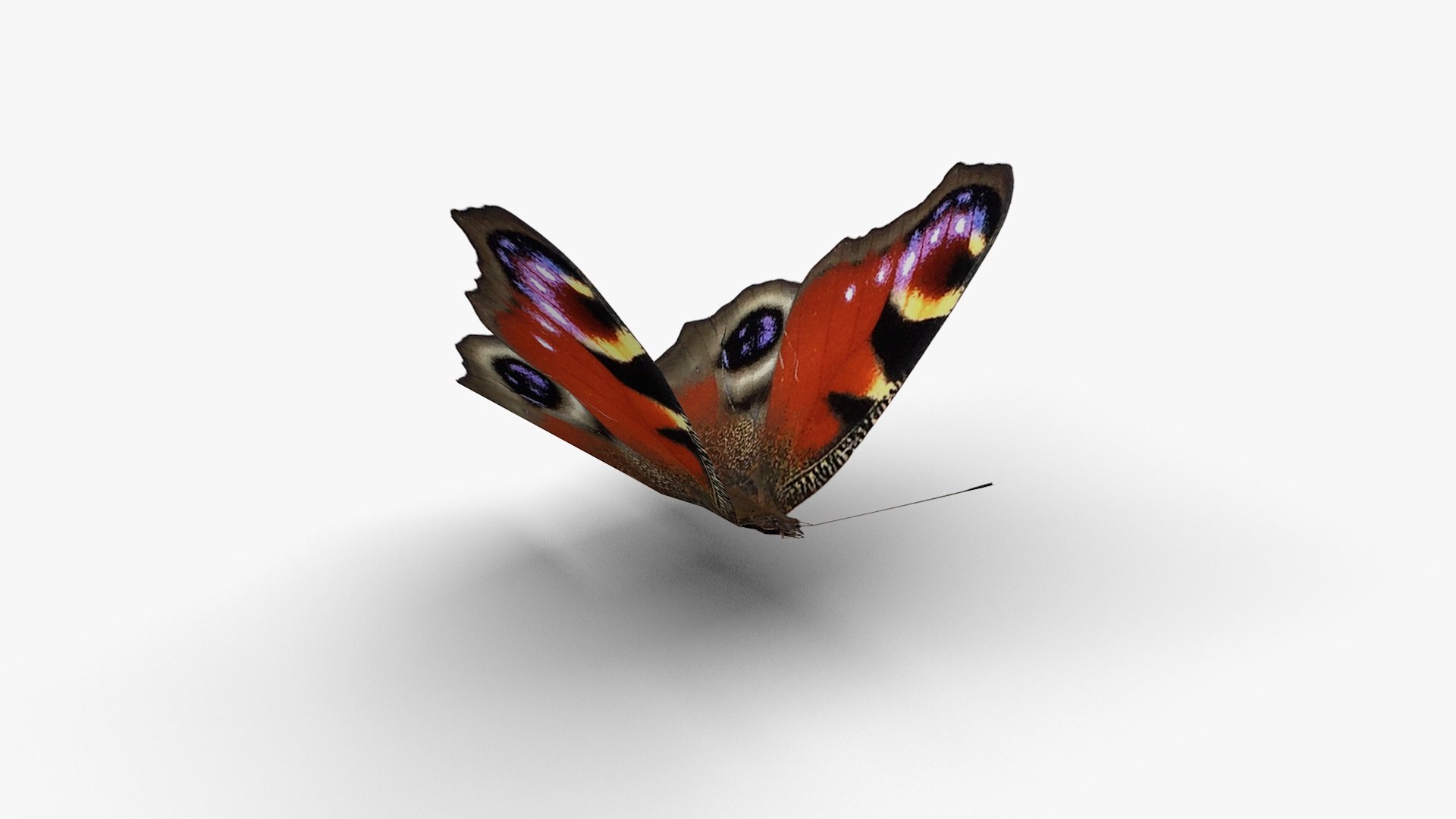 Low polygon butterfly - Aglais io 3D https://p.turbosquid.com/ts-thumb/V0/jU9DHT/SW/aglaisio3/jpg/1648816174/1920x1080/fit_q87/e7127f62549462f84fecef565a392bd59411d0e0/aglaisio3.jpg