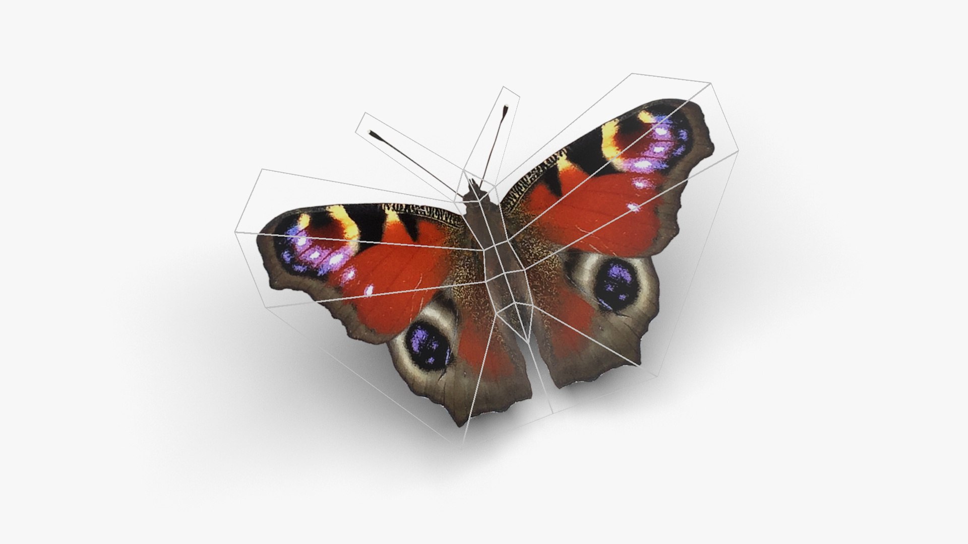 Low polygon butterfly - Aglais io 3D https://p.turbosquid.com/ts-thumb/V0/jU9DHT/ca/aglaisio5/jpg/1648816175/1920x1080/fit_q87/5ff599acff97b8fd38388300769e32855a6defff/aglaisio5.jpg
