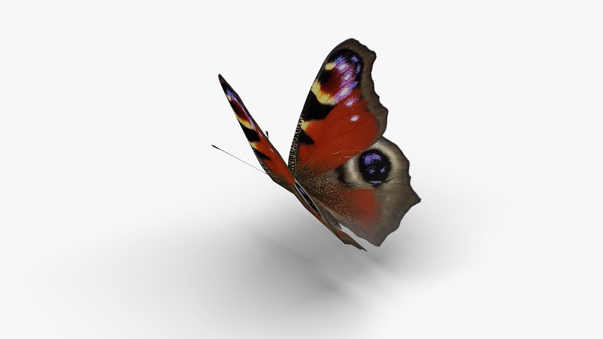 Low polygon butterfly - Aglais io 3D https://p.turbosquid.com/ts-thumb/V0/jU9DHT/dx/aglaisio2/jpg/1648816175/1920x1080/fit_q87/fdad448dbb237441dab92e19fee00d16b733eed2/aglaisio2.jpg