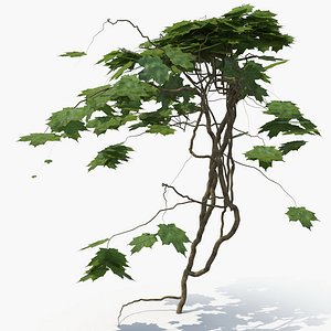Ivy Plant (07)