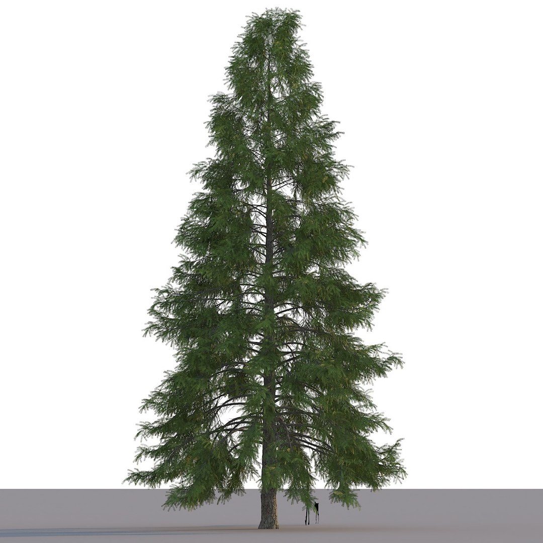 3d Model Of Spruce Tree