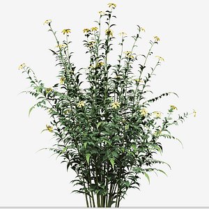 3D Set of Rudbeckia laciniata or cutleaf coneflower Plant model