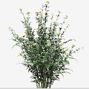 Set of Rudbeckia laciniata or cutleaf coneflower Plant