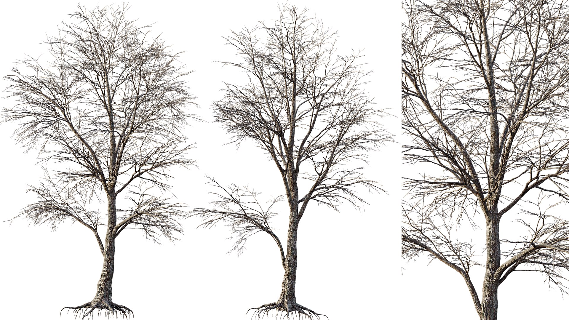 3D AV Plants Angel Oak Live Tree Spanish Moss Winter Snow Tree https://p.turbosquid.com/ts-thumb/V0/wIJMK4/E1/04/png/1737530146/1920x1080/fit_q87/8cbef6dc6e30a659ec7caaa46a991e068f006f93/04.jpg