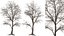 AV Plants Angel Oak Live Tree Spanish Moss Winter Snow Tree