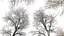 AV Plants Angel Oak Live Tree Spanish Moss Winter Snow Tree