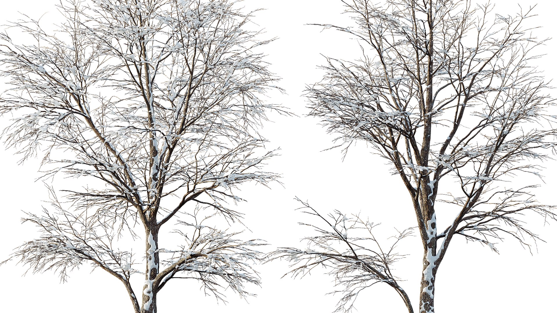 3D AV Plants Angel Oak Live Tree Spanish Moss Winter Snow Tree https://p.turbosquid.com/ts-thumb/V0/wIJMK4/SX/06/png/1737530146/1920x1080/fit_q87/2737eedfda9afd21f98b886bb23665410e5e570d/06.jpg