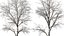 AV Plants Angel Oak Live Tree Spanish Moss Winter Snow Tree