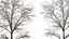 AV Plants Angel Oak Live Tree Spanish Moss Winter Snow Tree